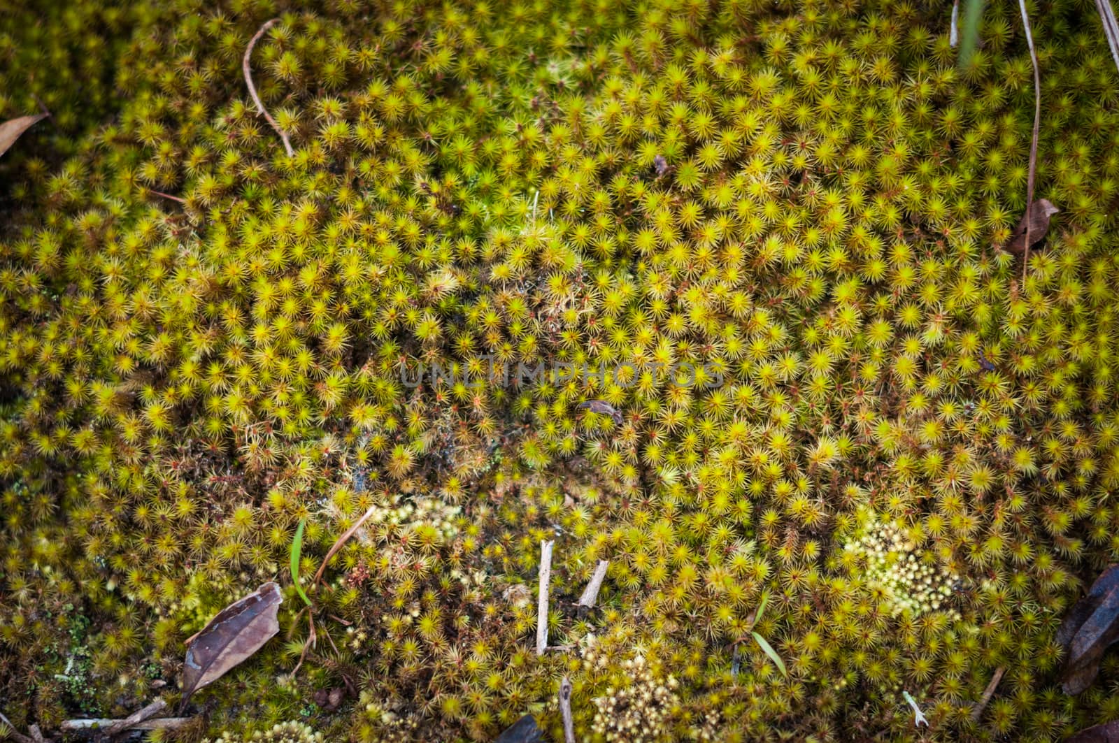 Closeup of green plant in forest