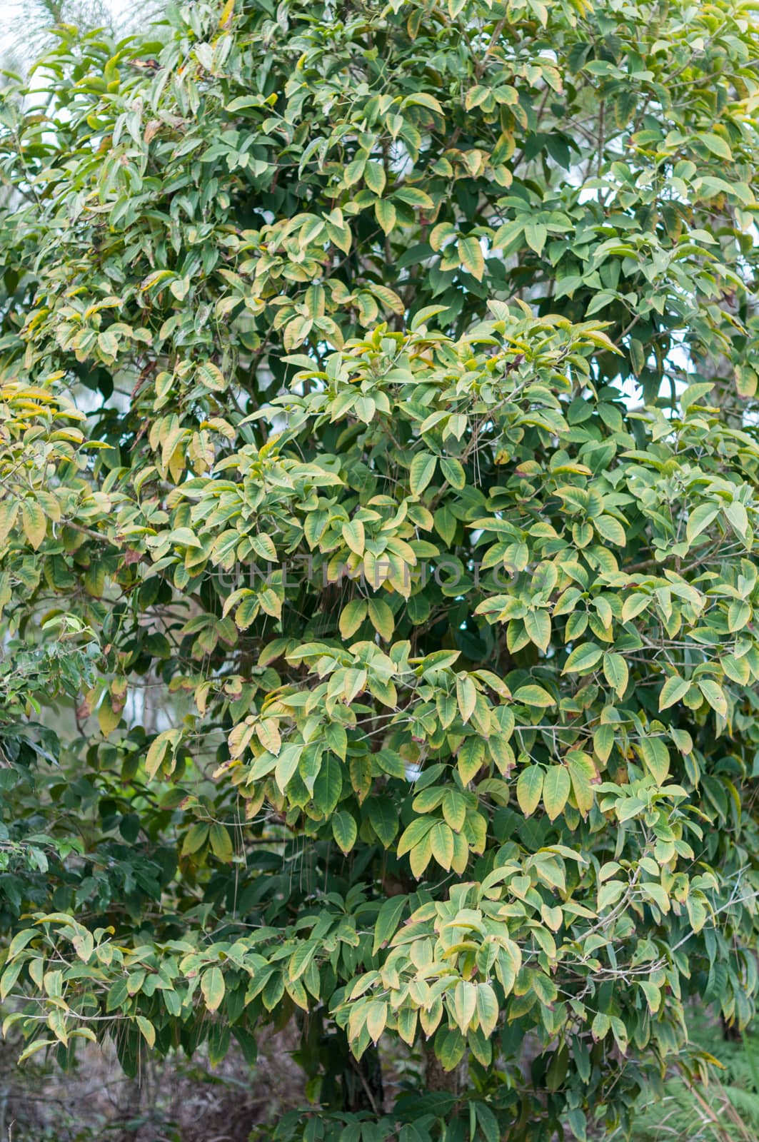 Closeup of tree in forest