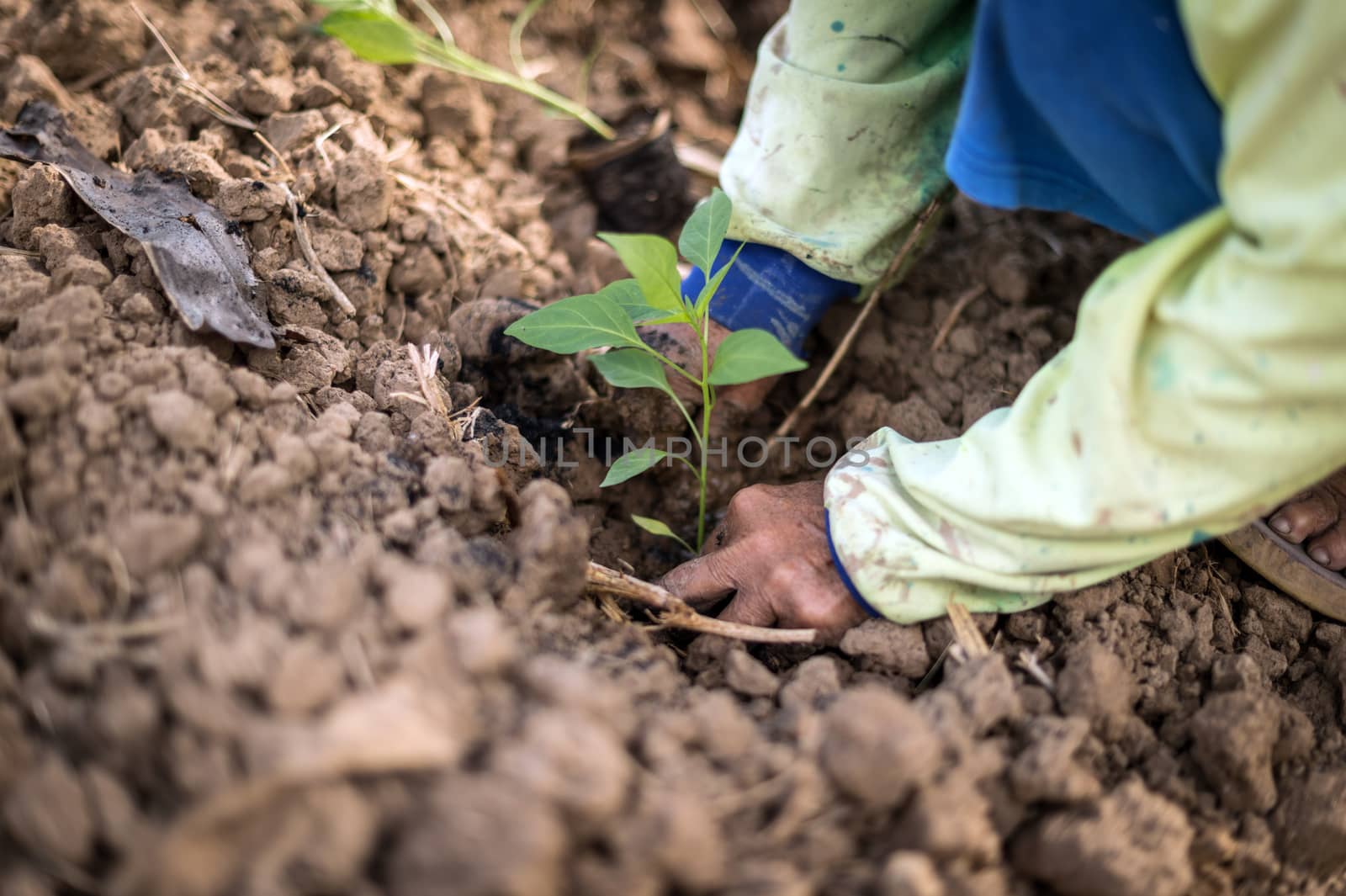 Closeup of hand, planting chilli a seedling tree by sayhmog