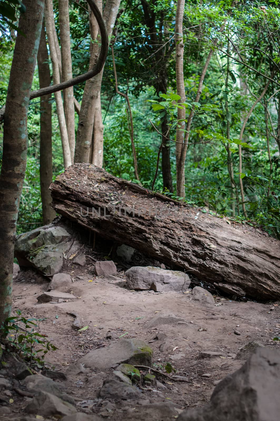 Closeup of grunge wood in forest