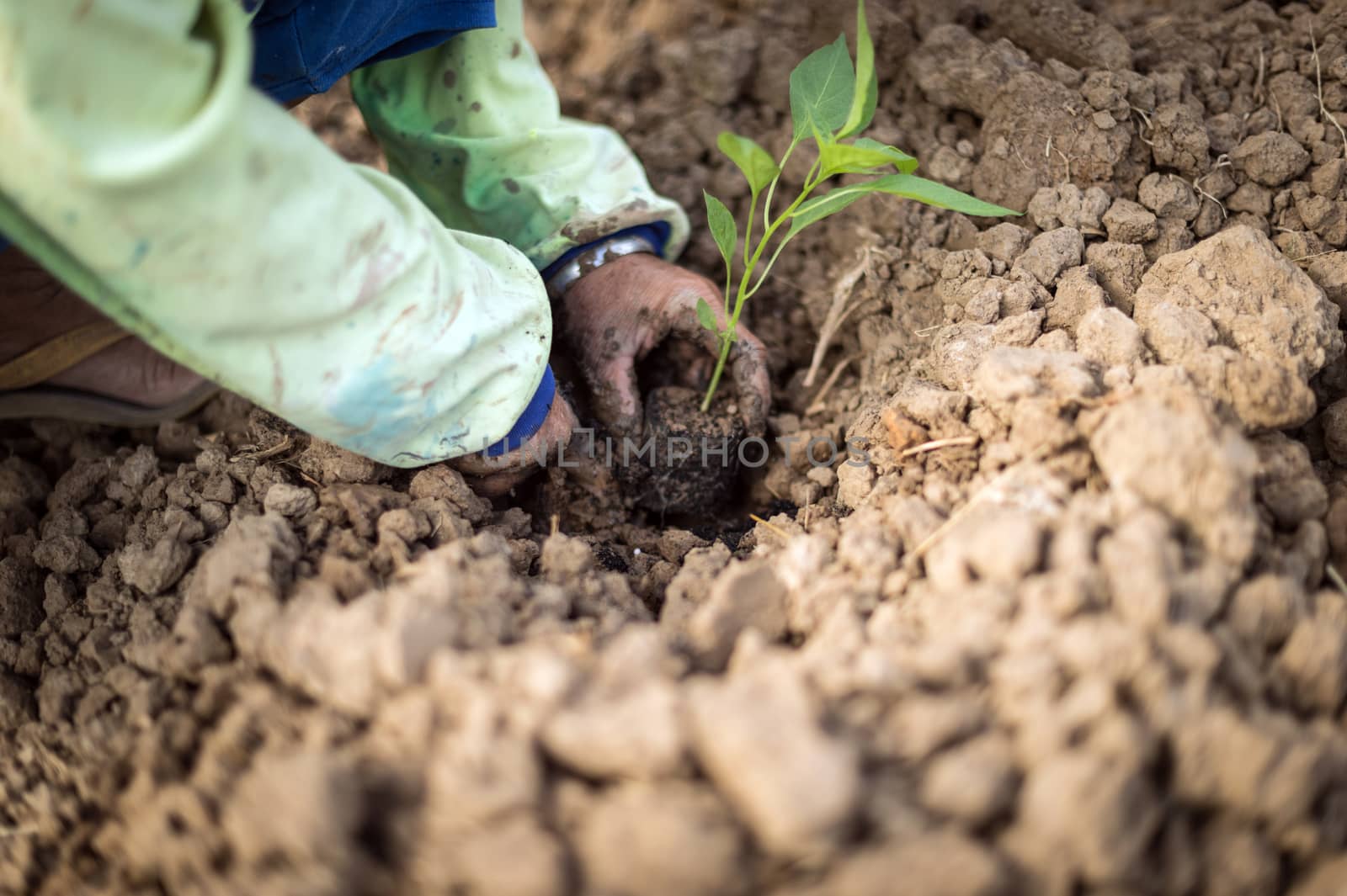 Closeup of hand, planting chilli a seedling tree