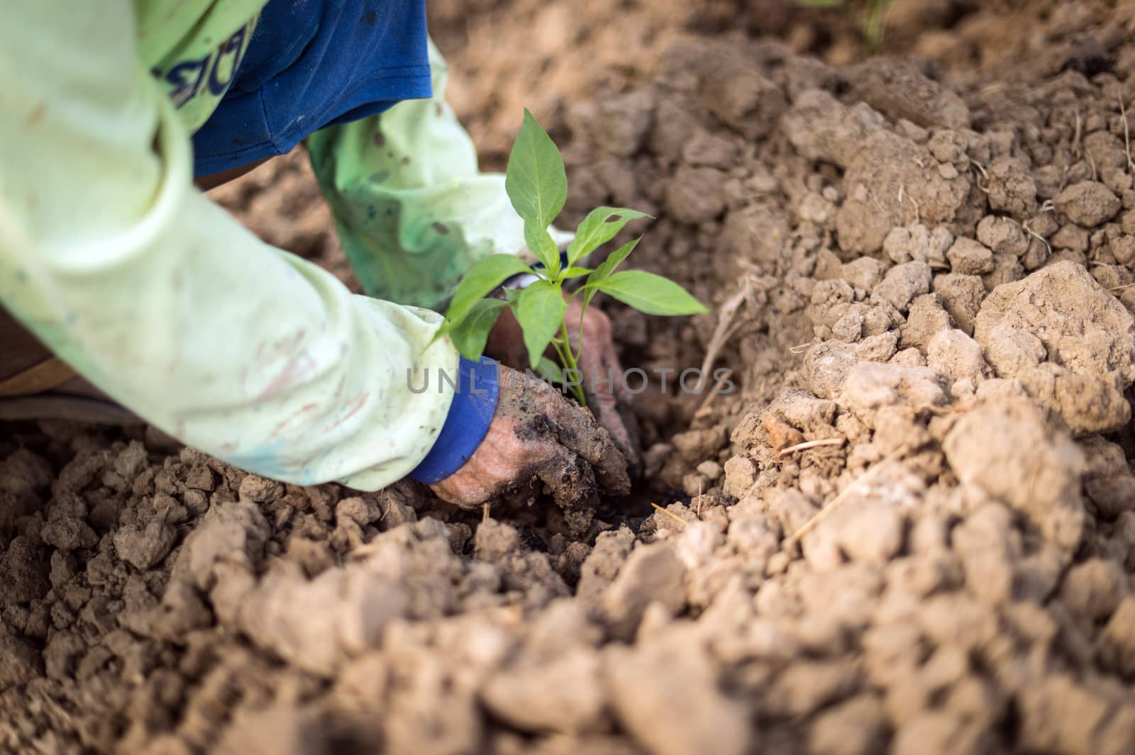 Closeup of hand, planting chilli a seedling tree