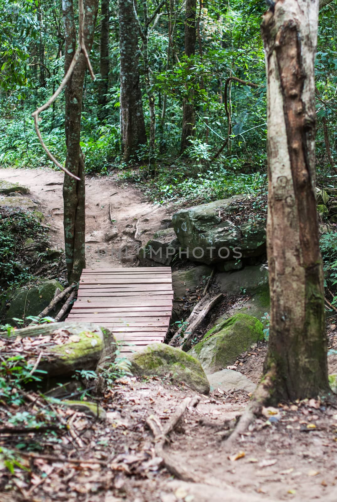 Wooden bridge path in forest closeup