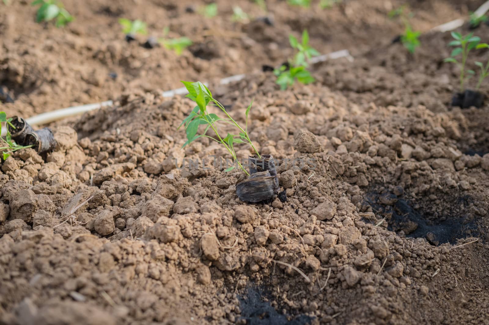 Closeup of young chilli plant in farm