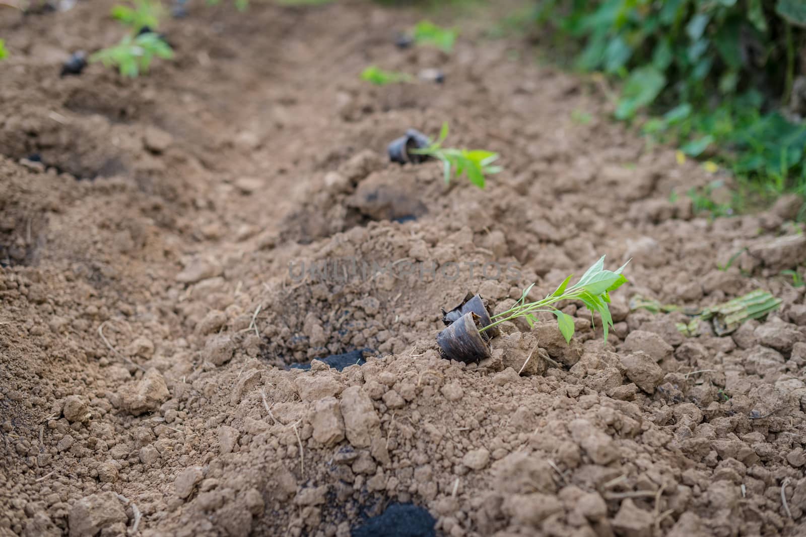 Closeup of young chilli plant in farm  by sayhmog