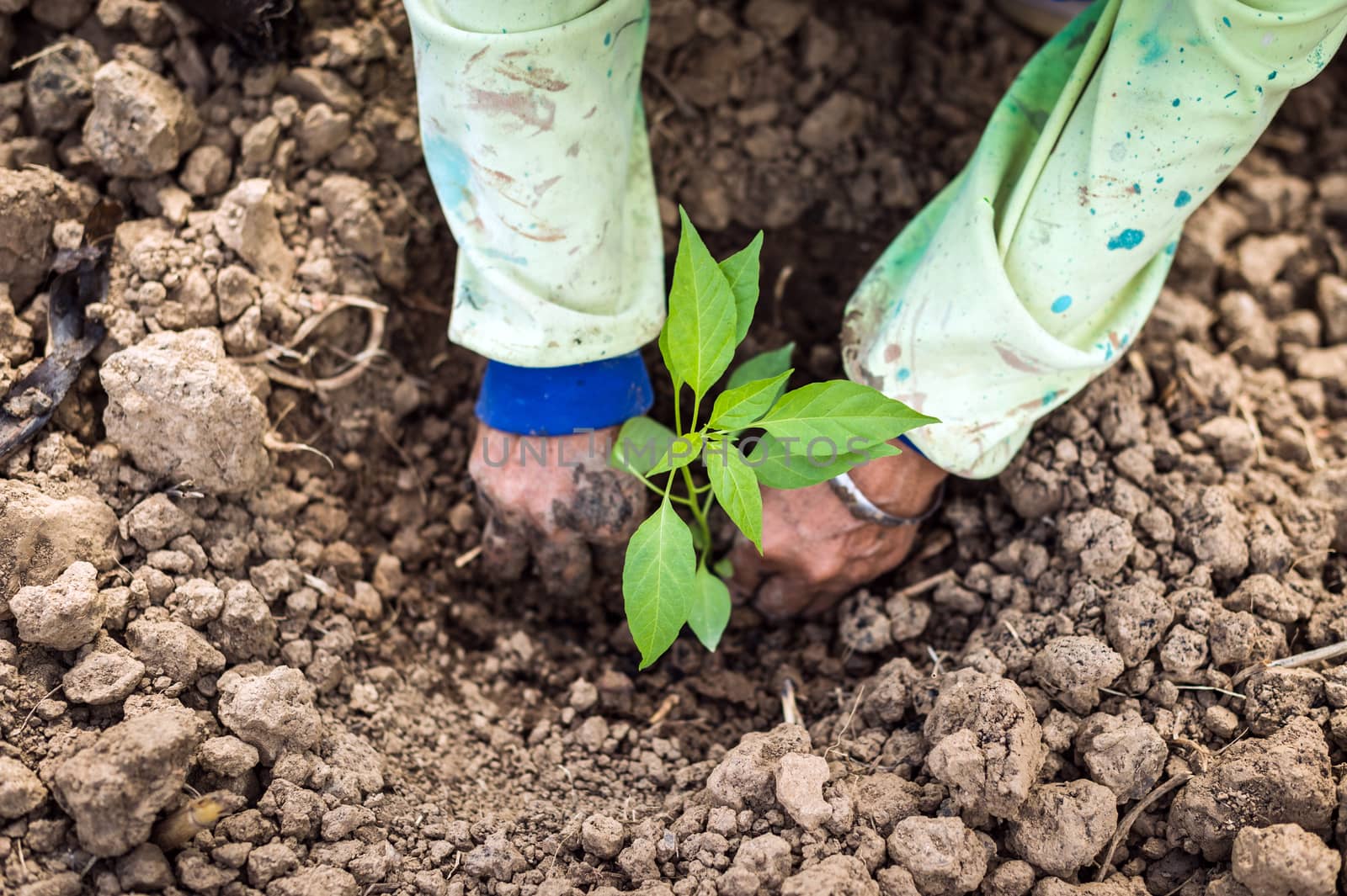 Closeup of hand, planting chilli a seedling tree