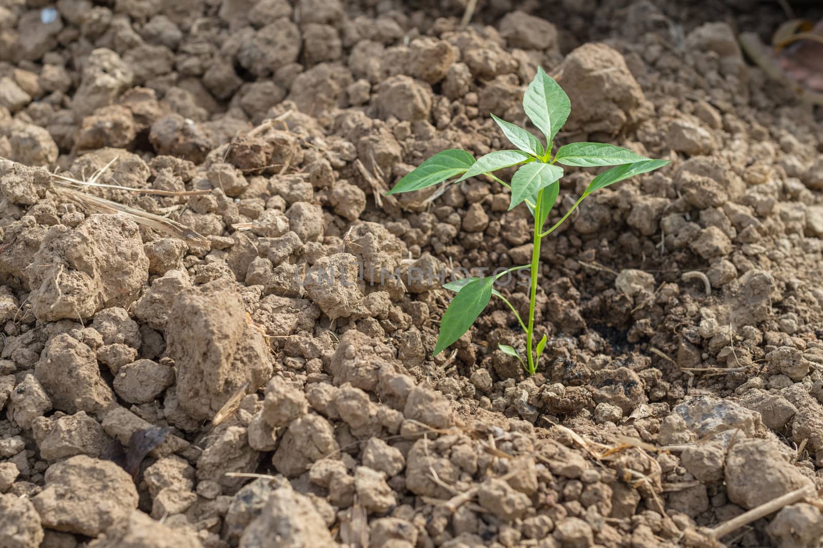 Closeup of young chilli plant in farm