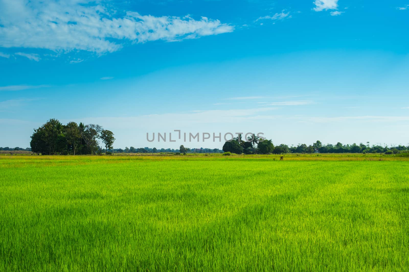 green of field rice with blue sky by sayhmog