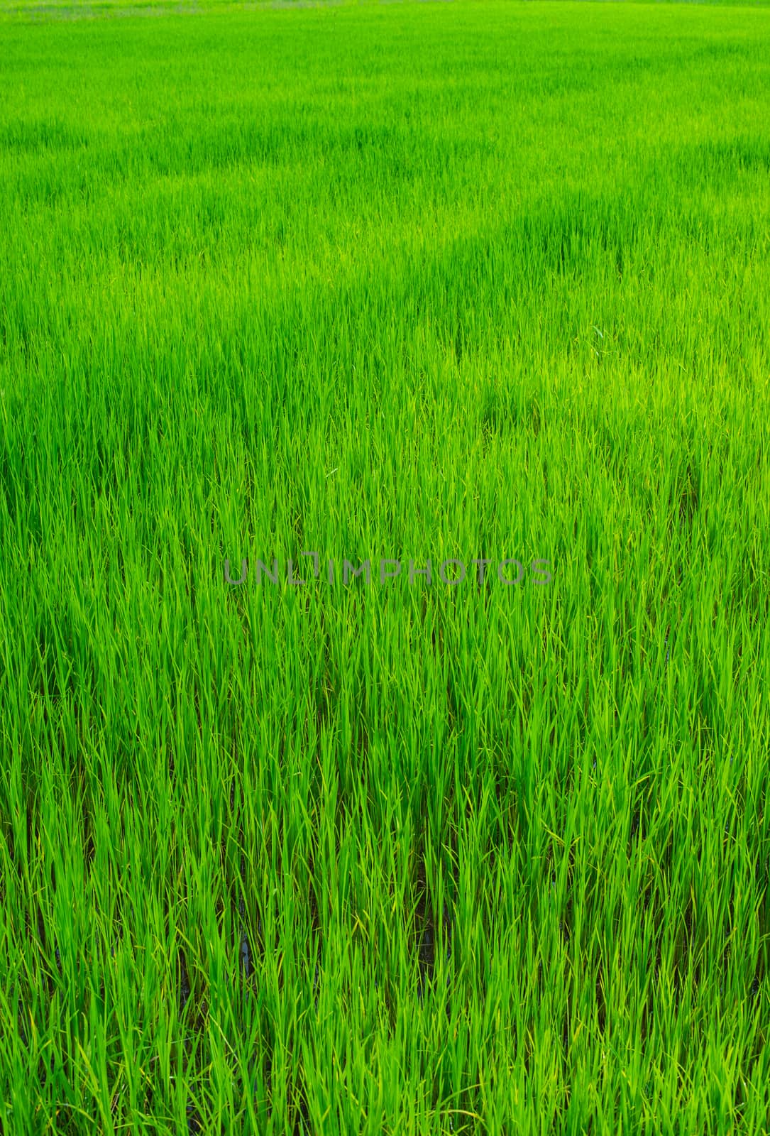 green of field rice by sayhmog