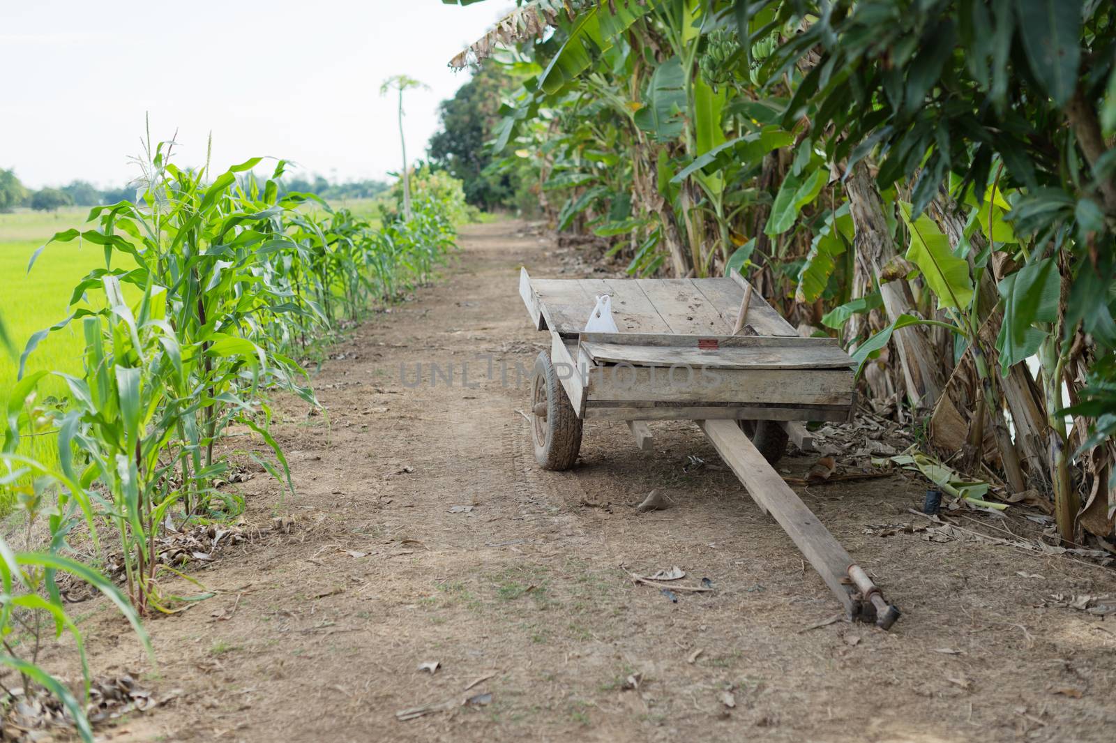 tug of wood in farm