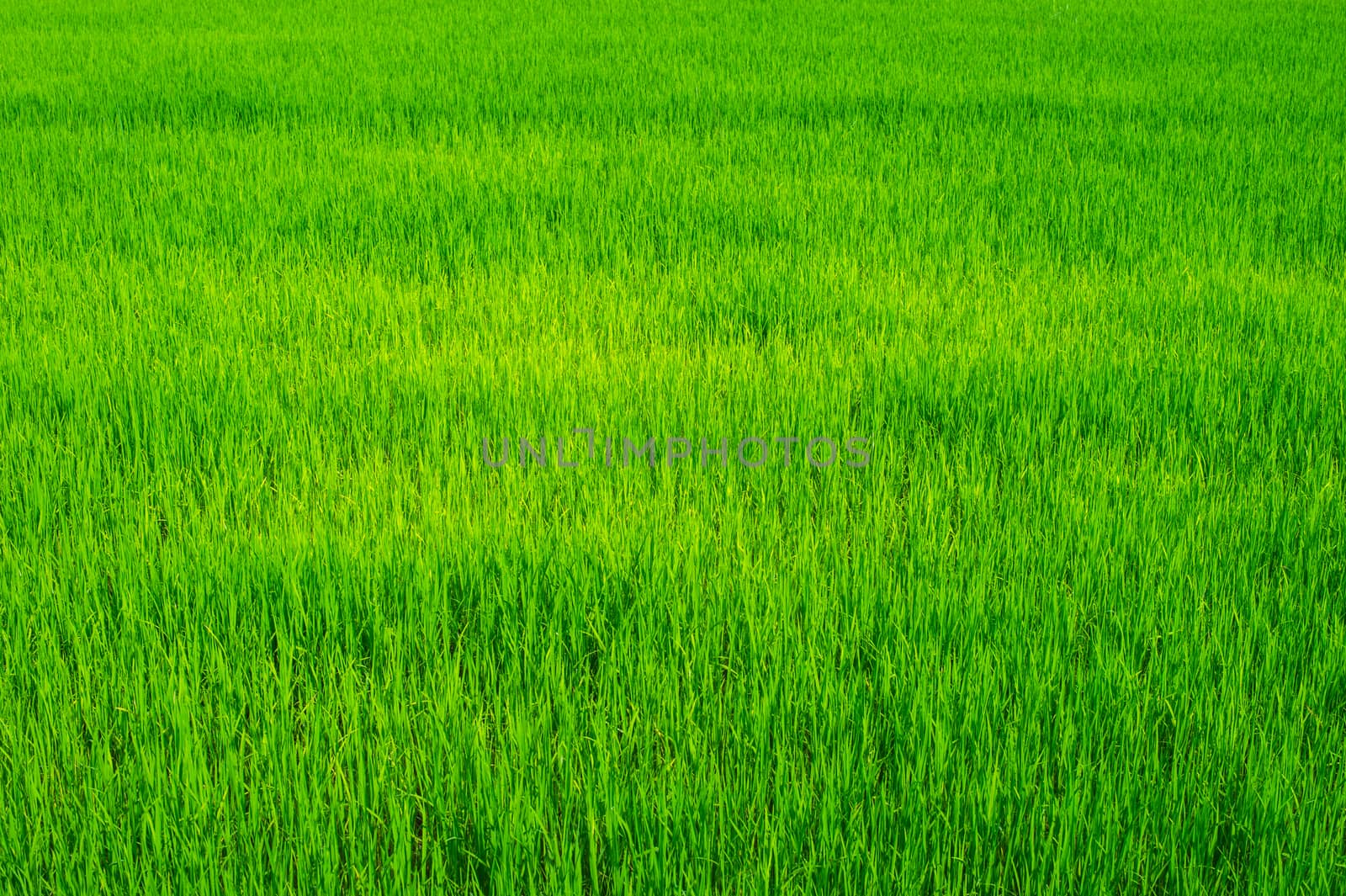 green of field rice