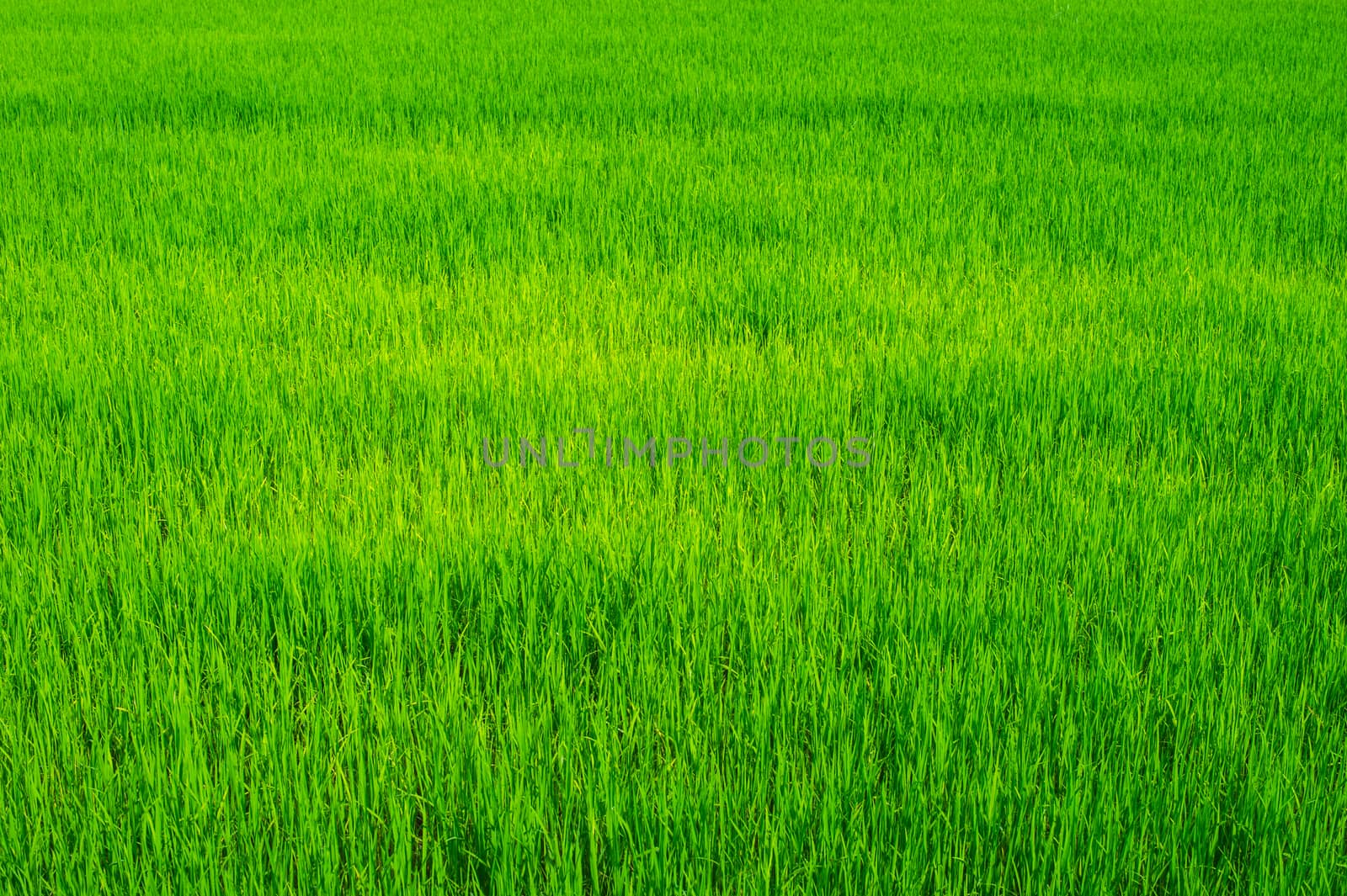 green of field rice