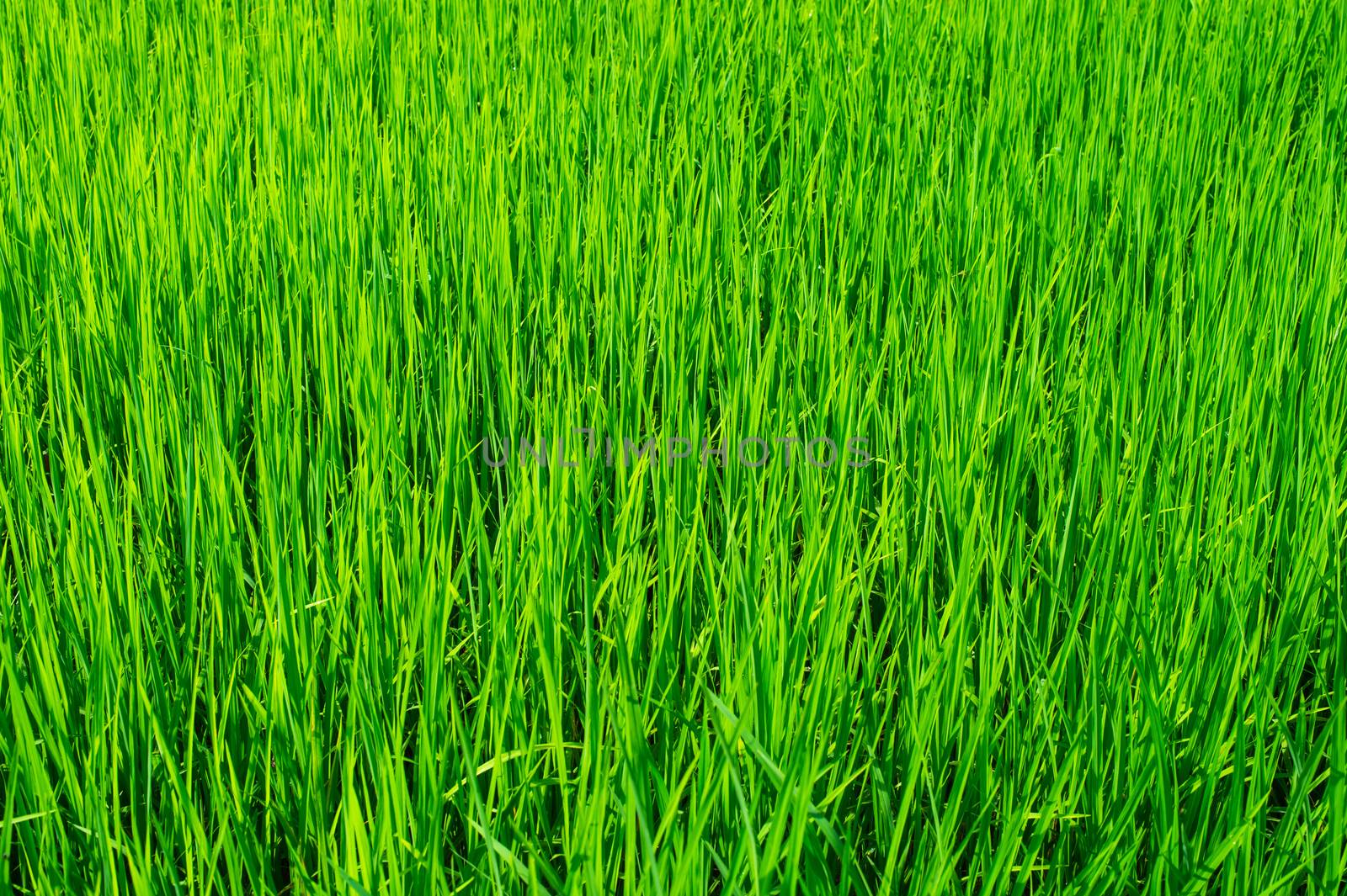 green of field rice by sayhmog