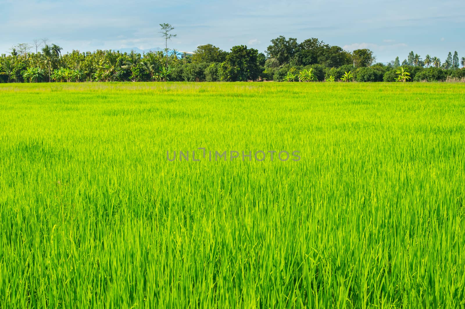 green of field rice with blue sky by sayhmog