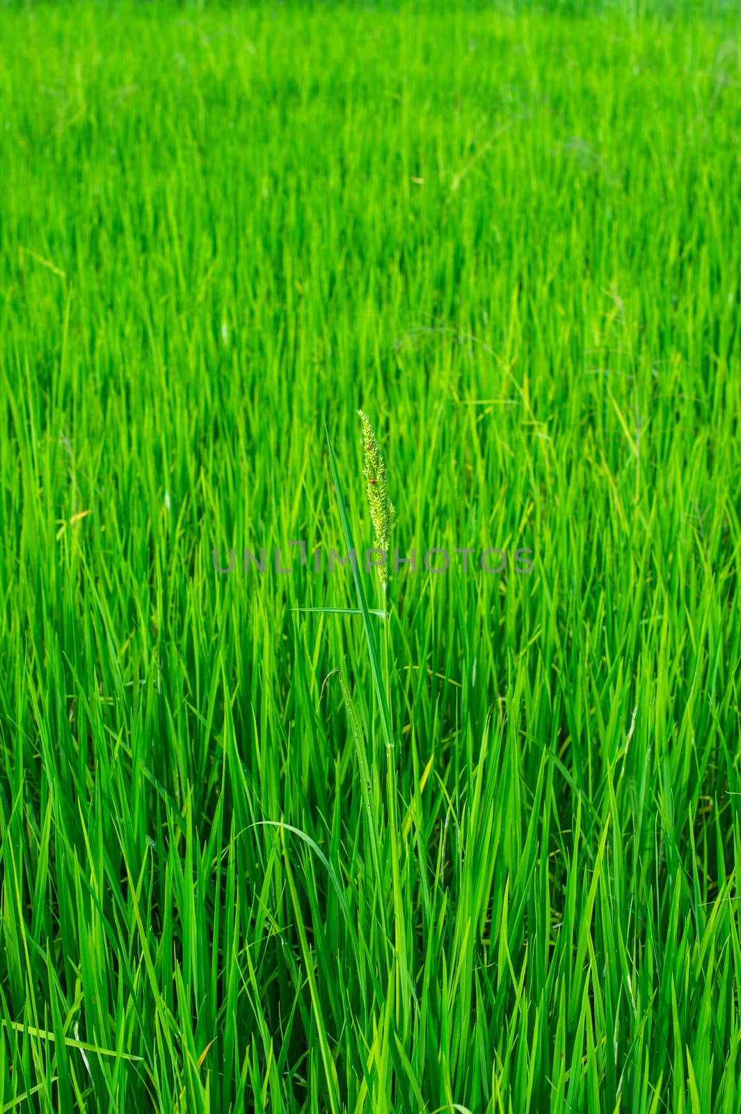 green of field rice