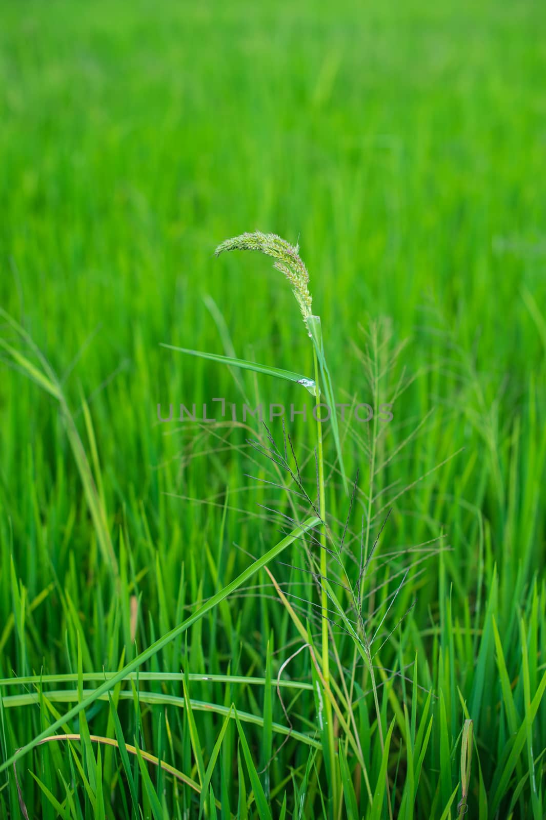 green of field rice