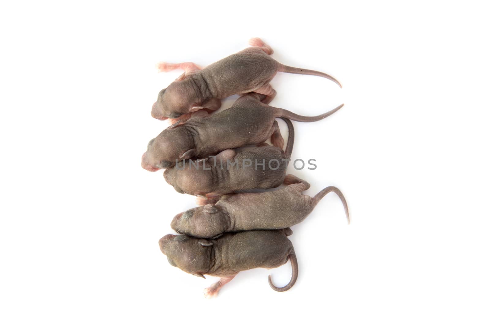 young rat isolated on white