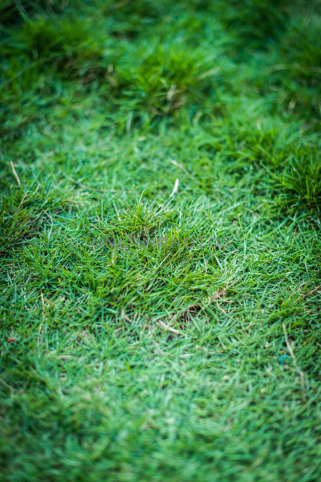 closeup of green grass background