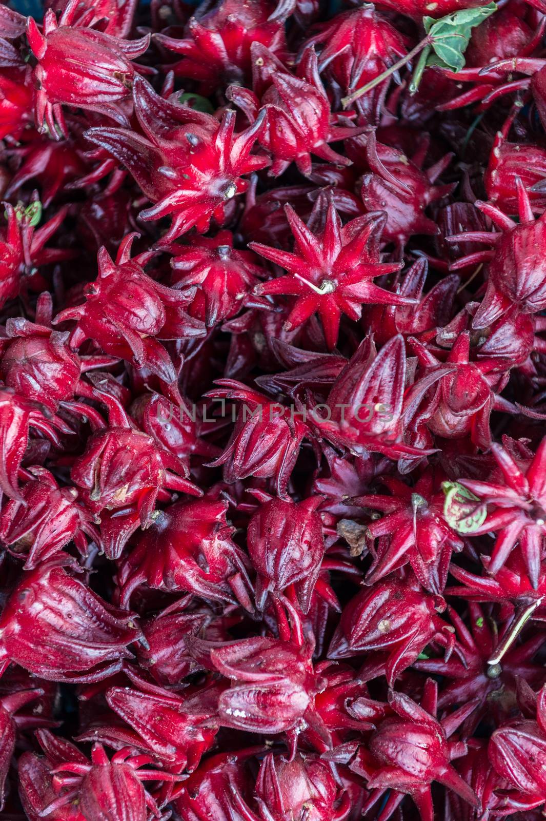 Closeup of red roselle flower for background by sayhmog