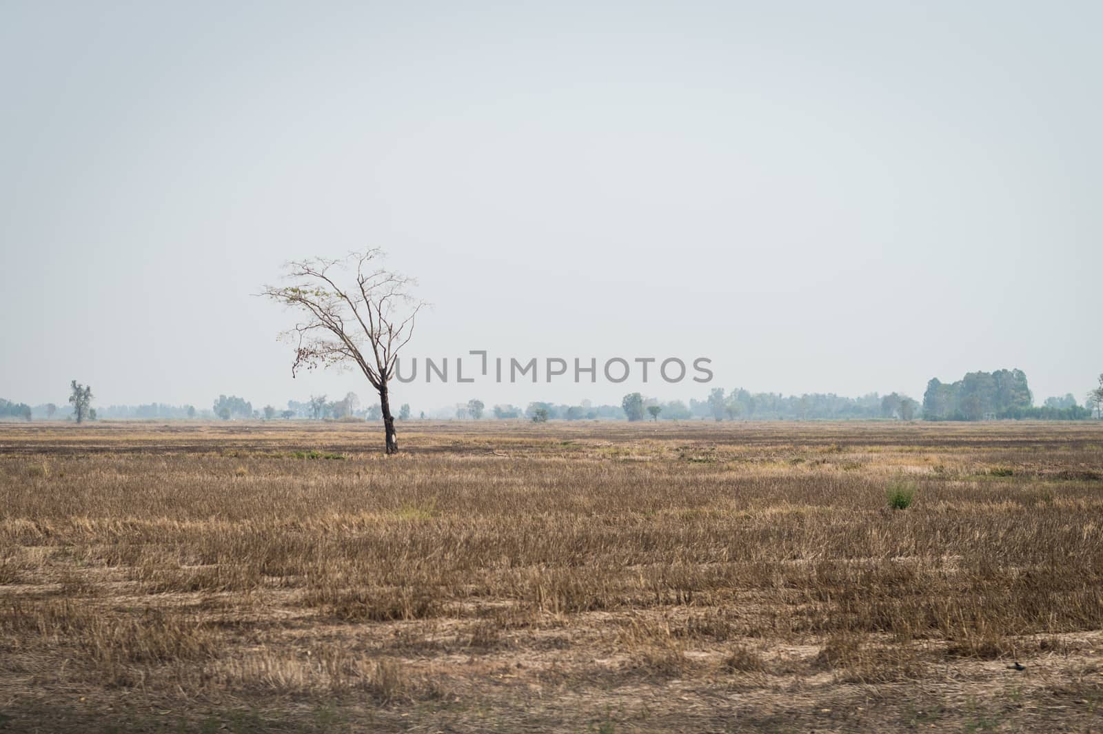 Tree with frame rice landscape