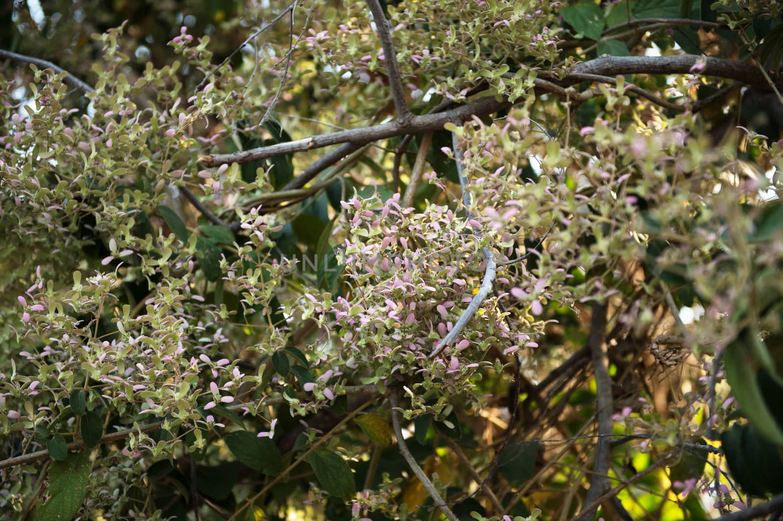 Closeup of group flower on tree