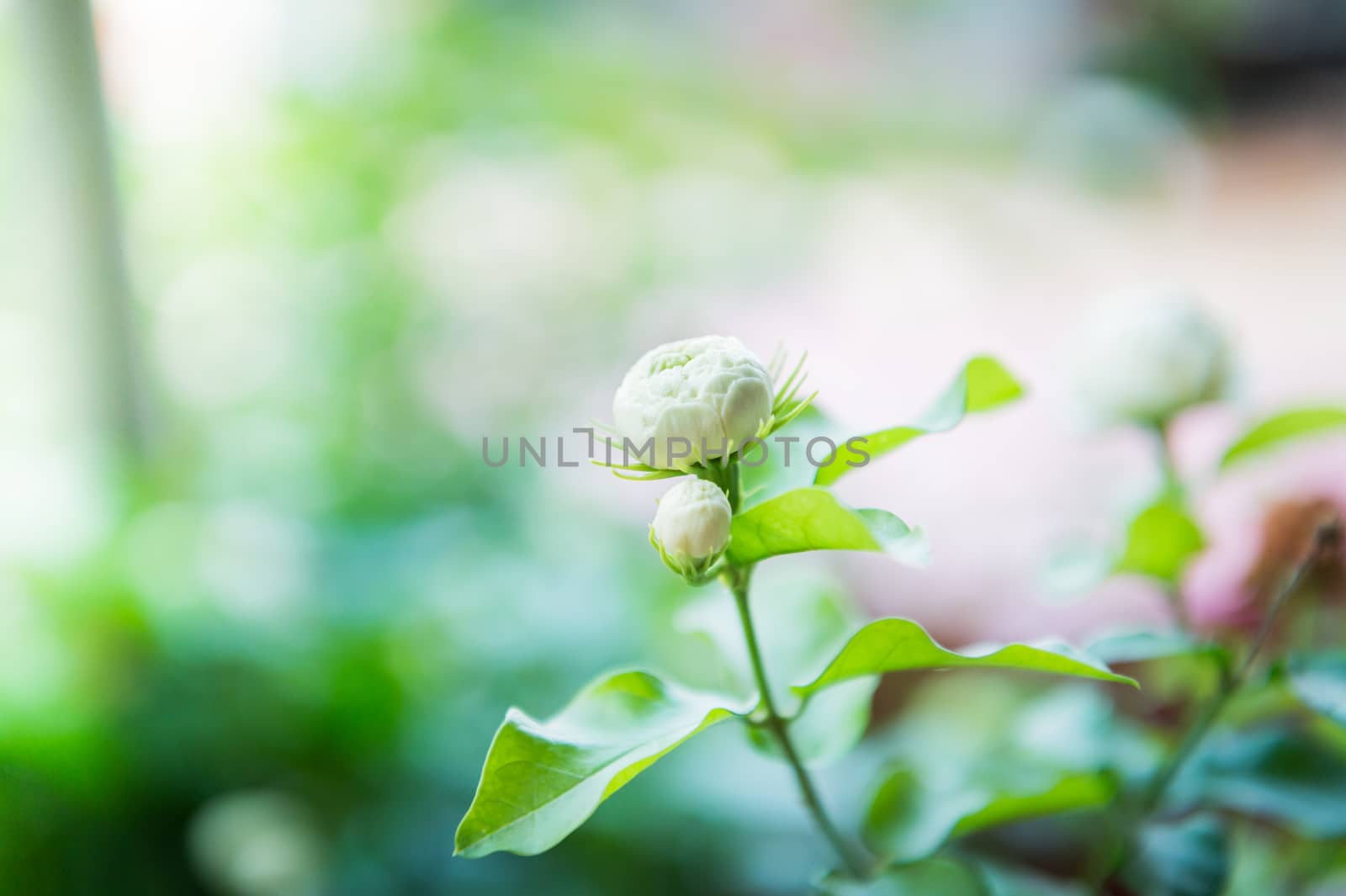 Closeup of jasmine flower head in garden