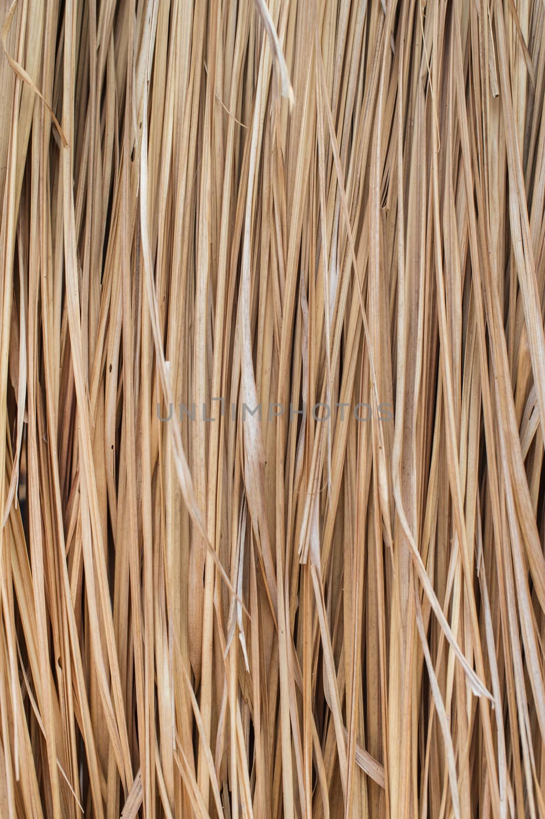 Pattern background of dry thatched grass by sayhmog