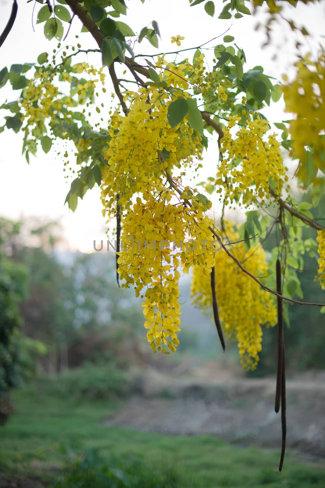 Closeup of yellow flower on tree branch