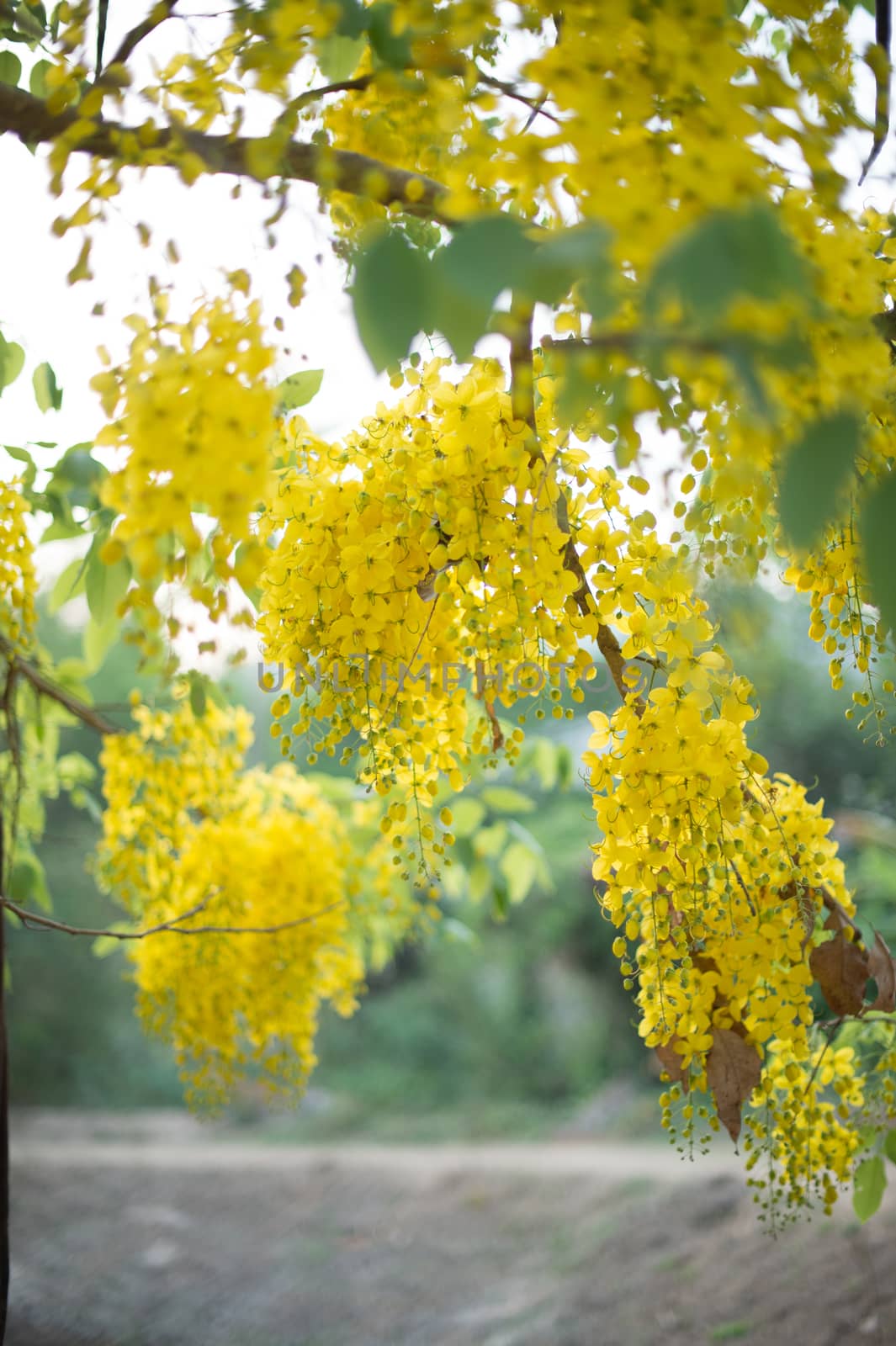 Closeup of yellow flower on tree branch