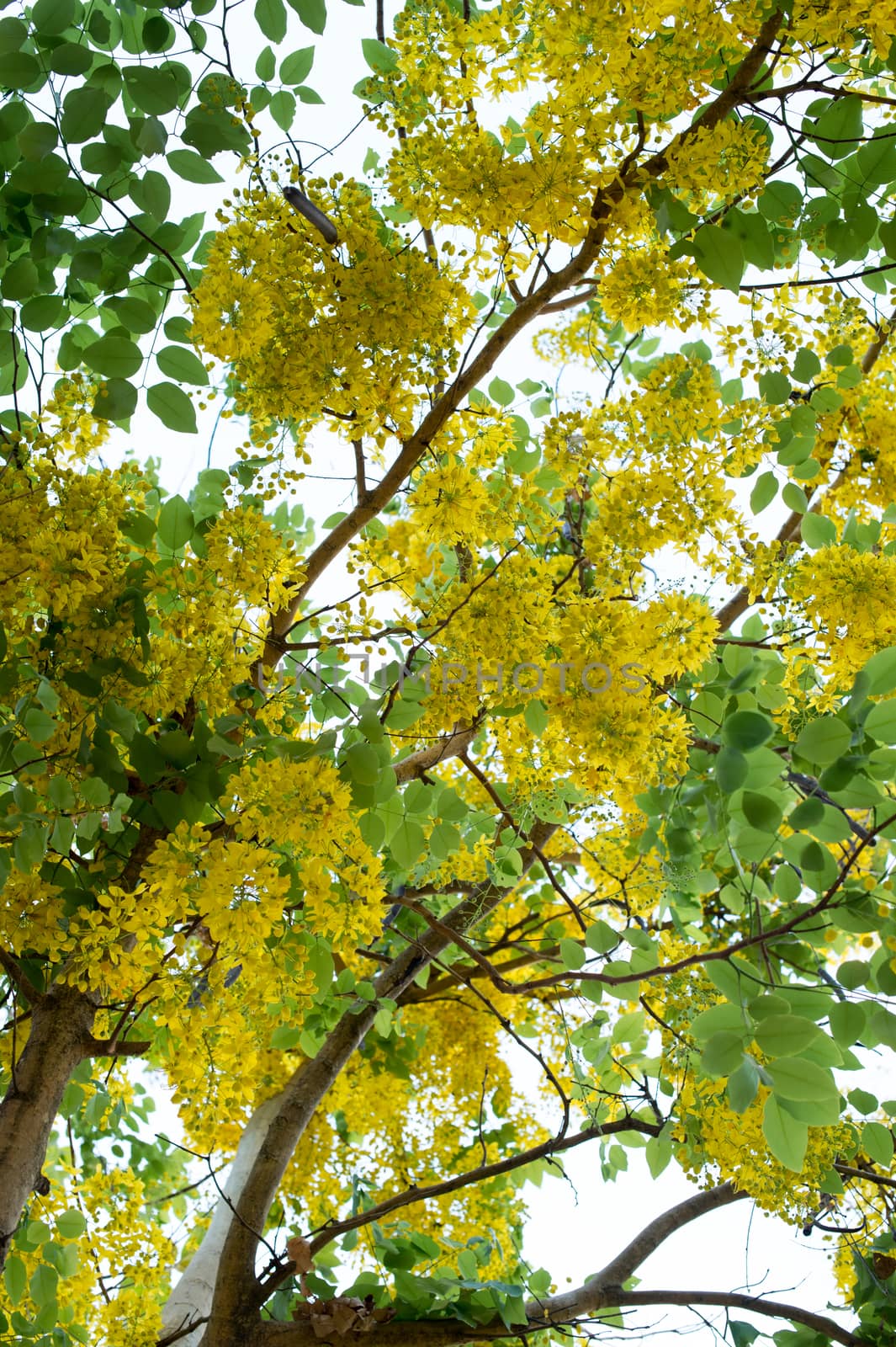 Closeup of yellow flower on tree branch