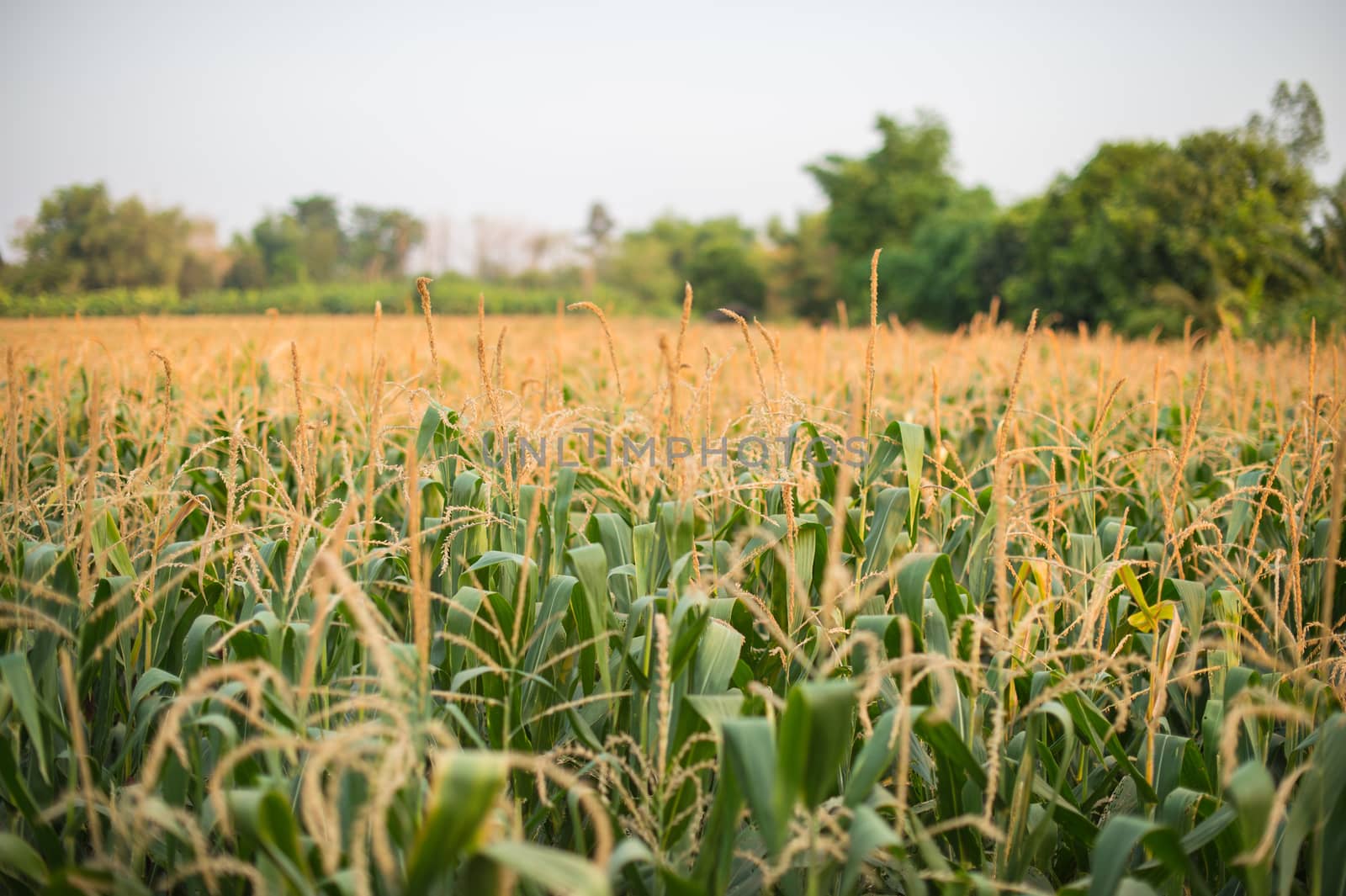 Farm of corn plant landscape by sayhmog