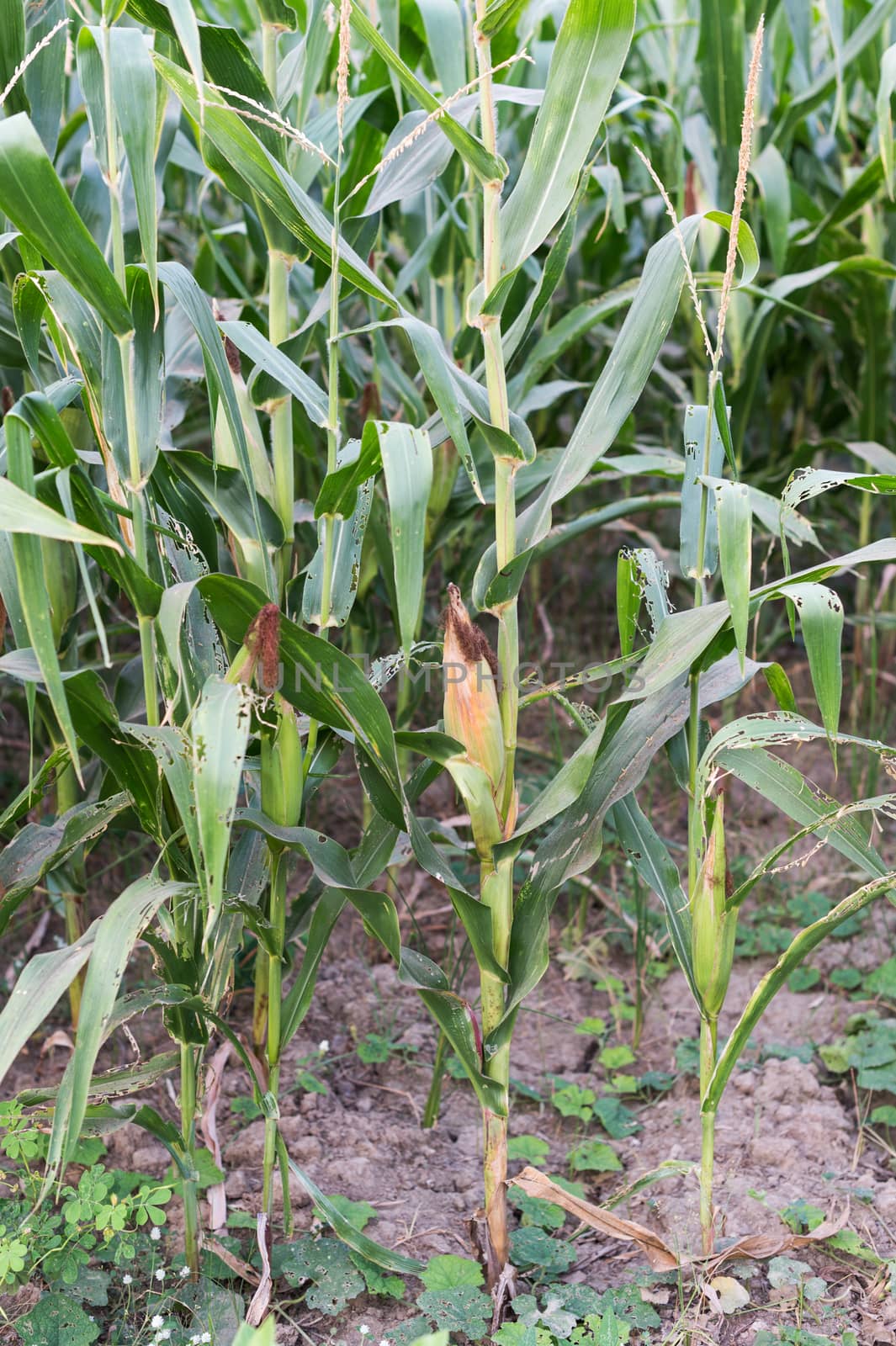 Farm of corn plant closeup