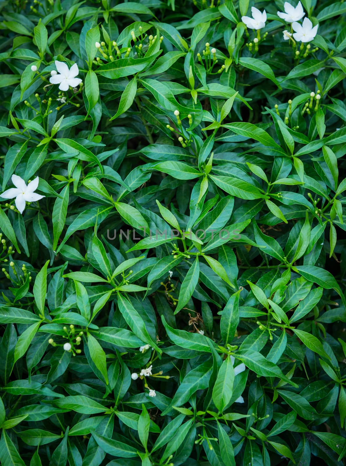 Pattern background of green leaf and white flower closeup