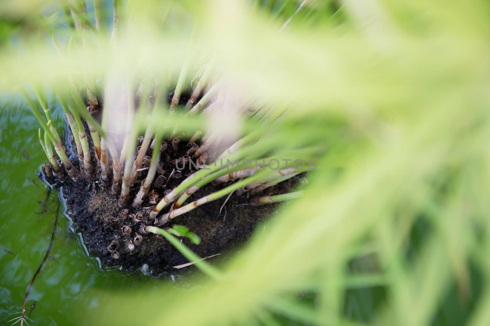 Closeup of green plant in pool garden