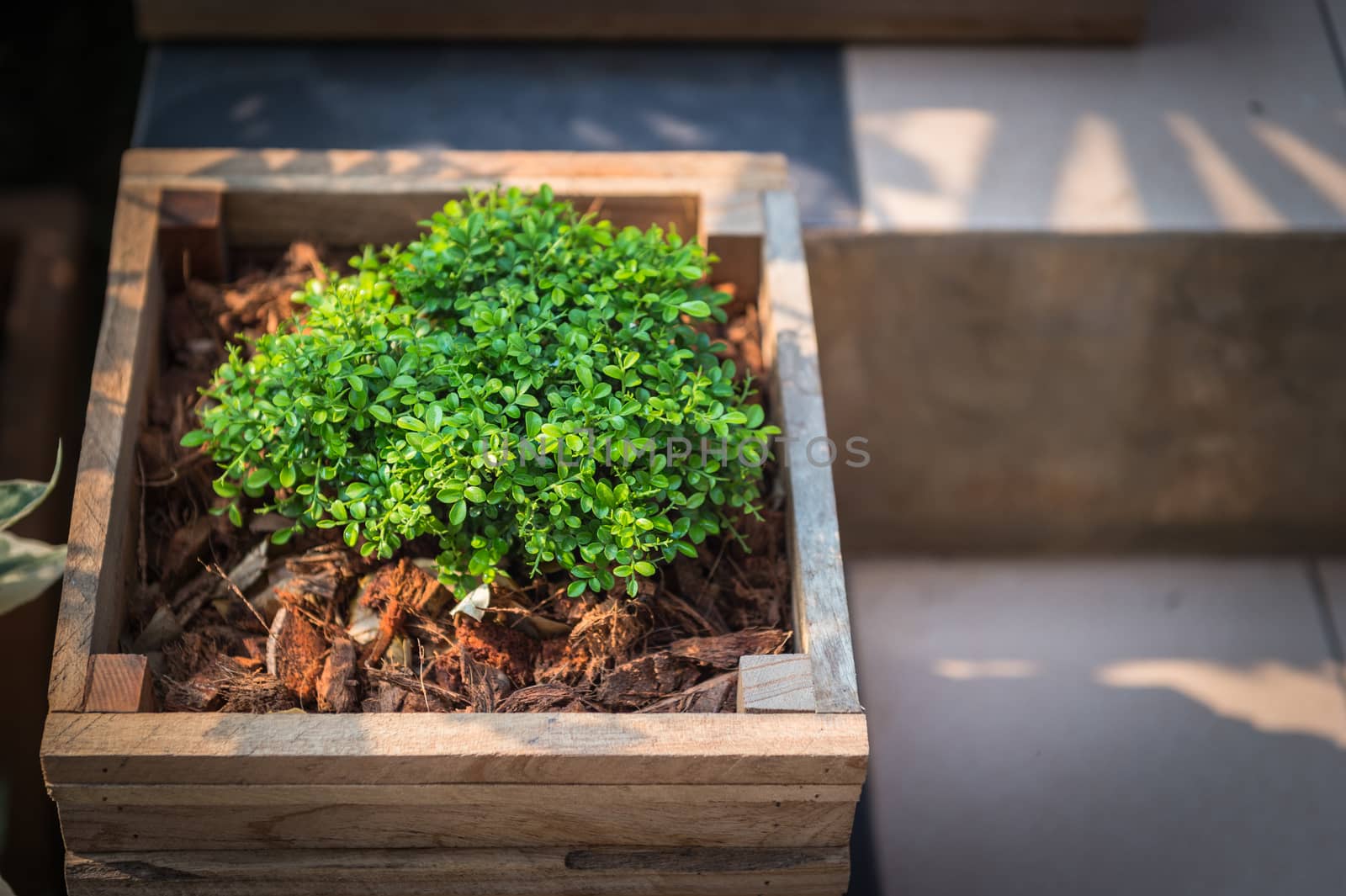 Closeup of wooden pot with green plant in garden