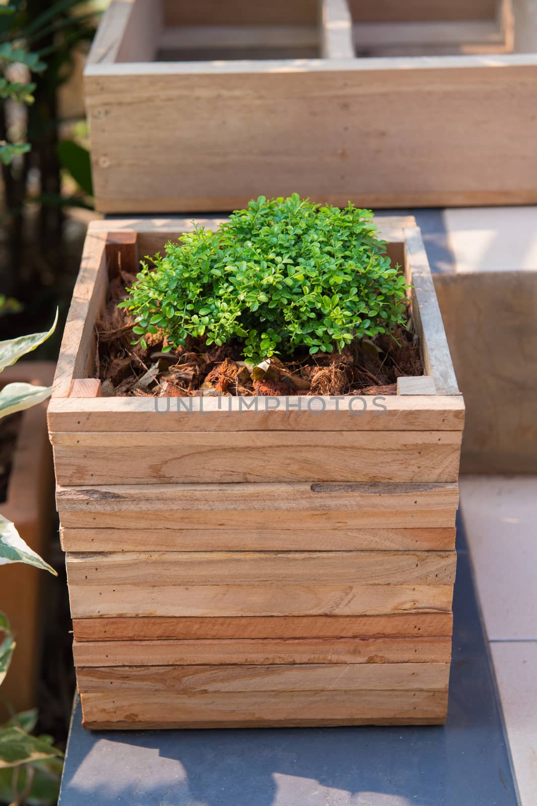 Closeup of wooden pot with green plant in garden