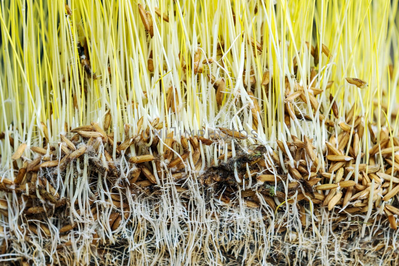 Pattern background of rice paddy plant