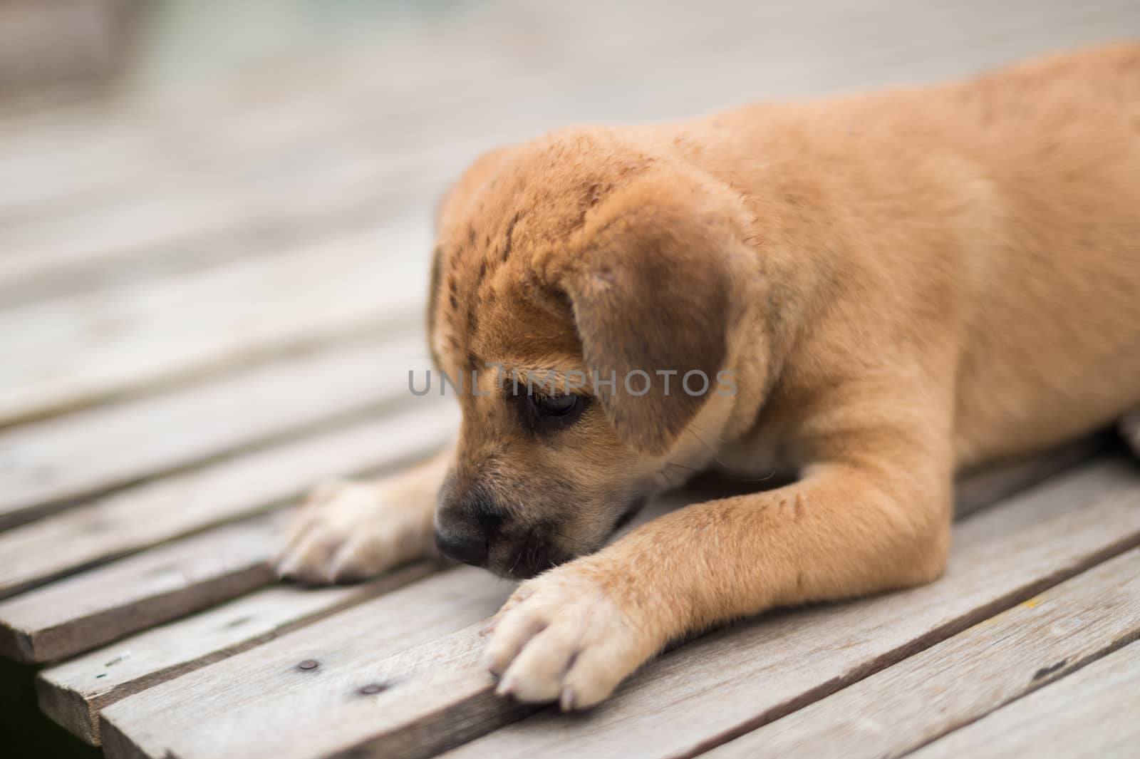 Closeup of brown puppy by sayhmog