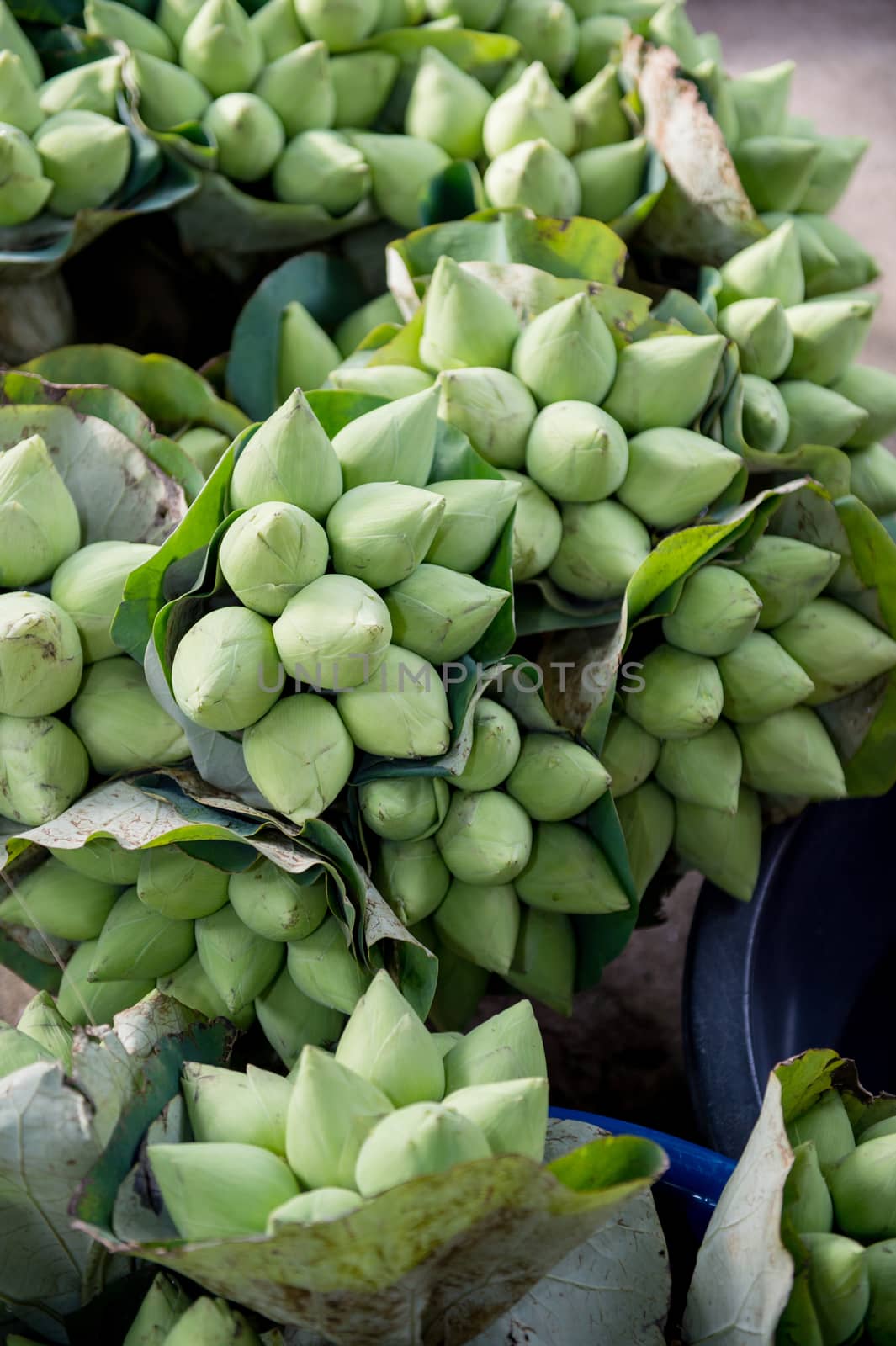 Closeup of green water lily or lotus flower