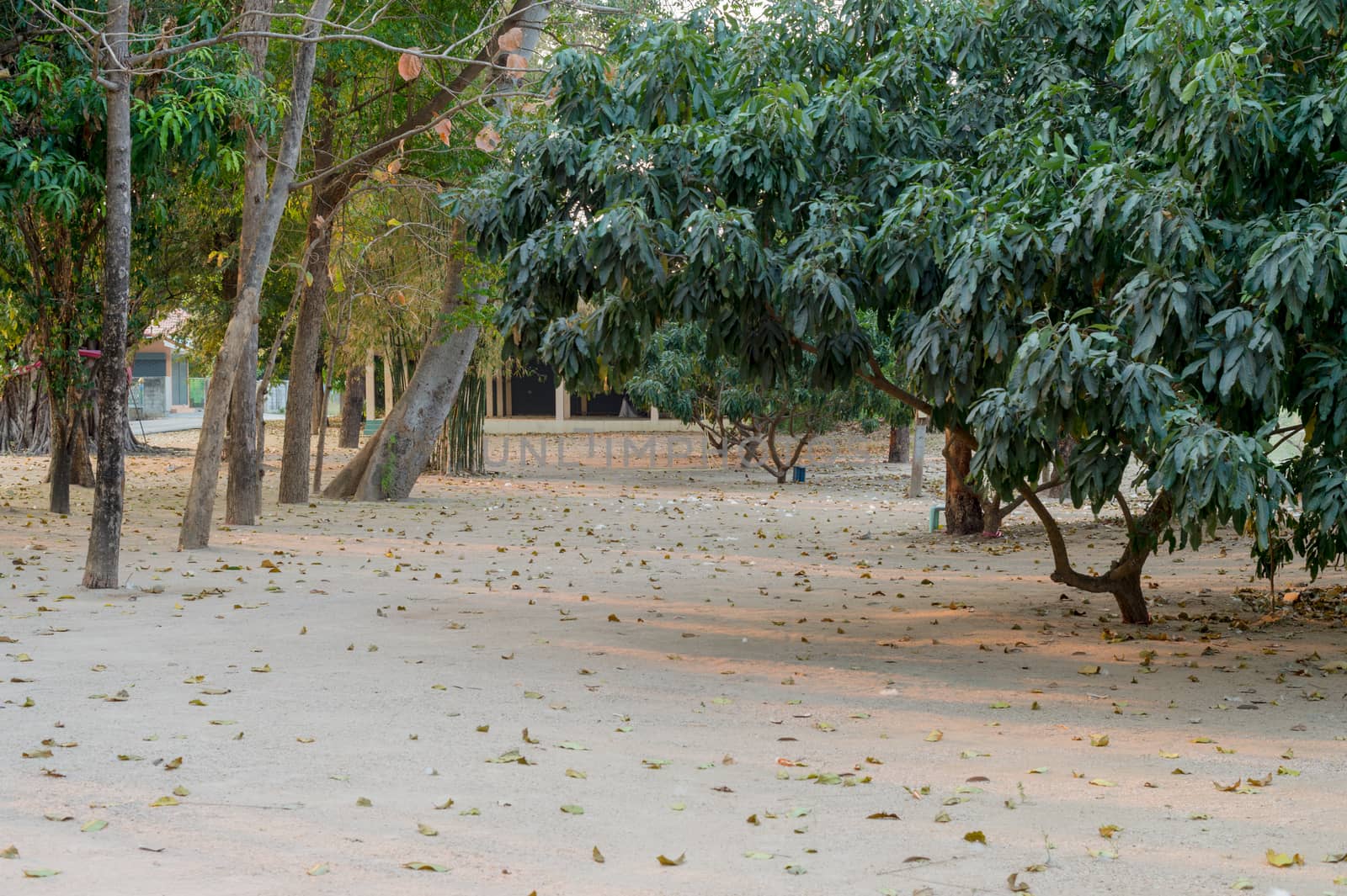 Tree and sand floor in the garden landscape