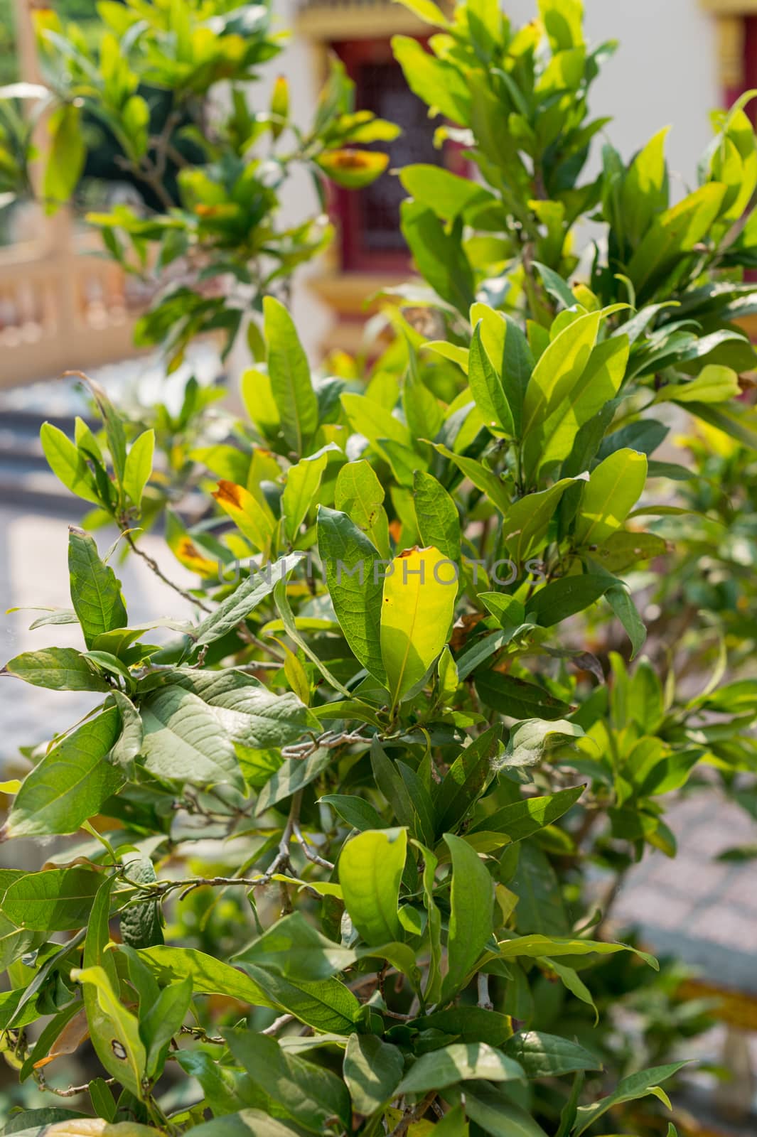 Closeup of green plant tree in the garden