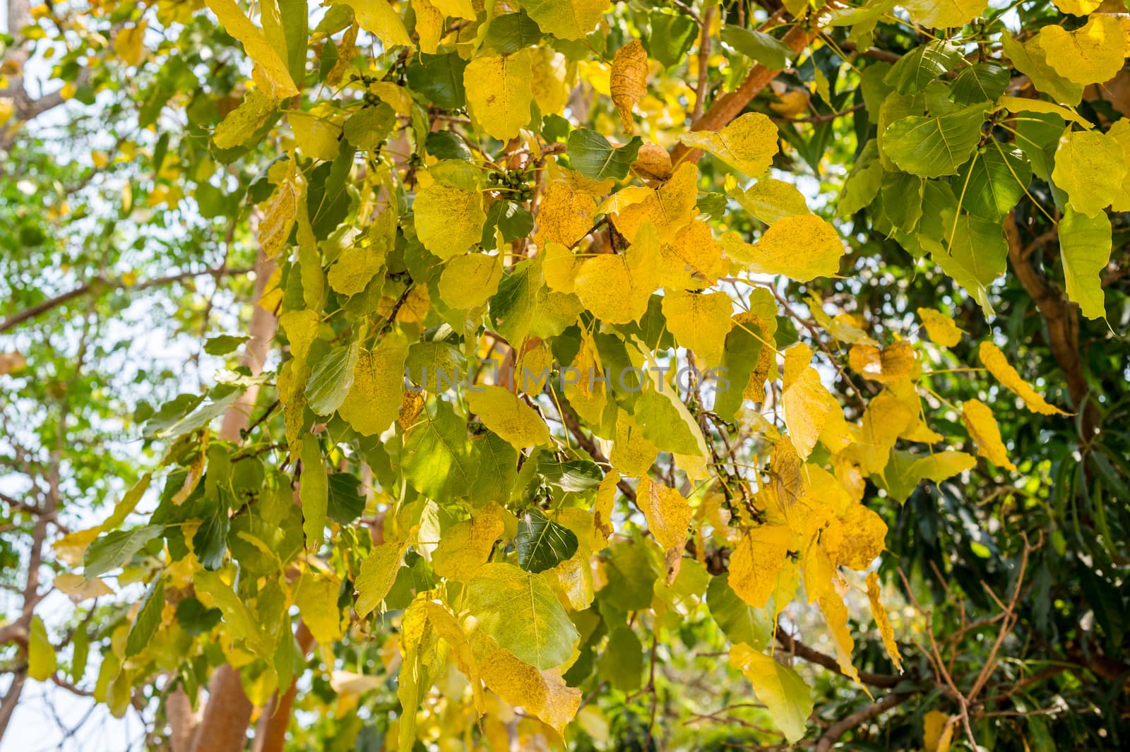 Closeup of golden color of leaf on tree, autumn season by sayhmog