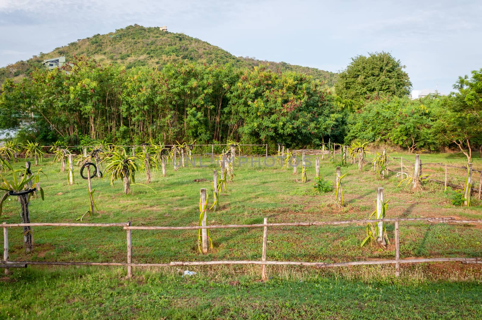 Dragon fruit farm with mountain landscape