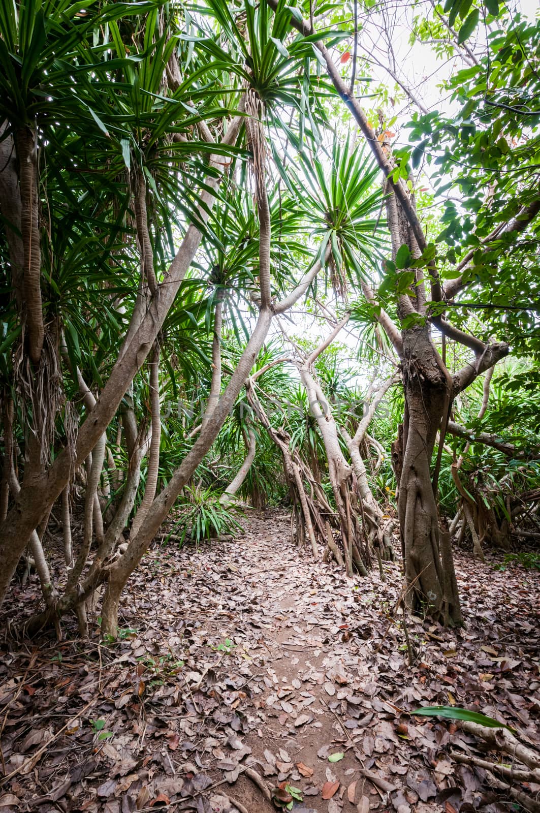 Landscape of forest on the island by sayhmog