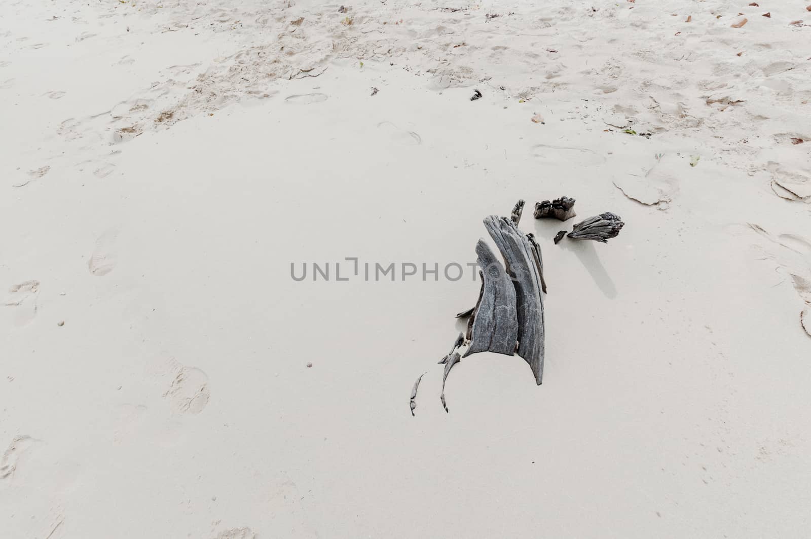 Closeup of abstract die wood on sand beach by sayhmog