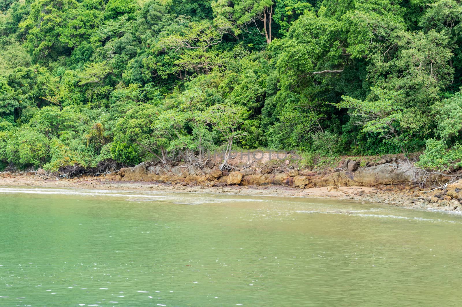 Closeup of green forest with sea beach