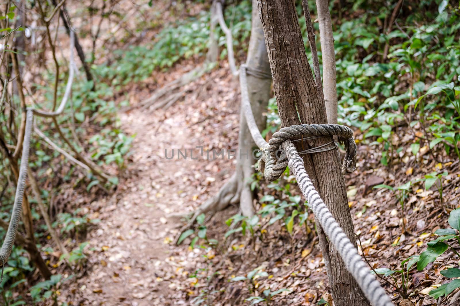 Closeup of rope with walkway in the forest