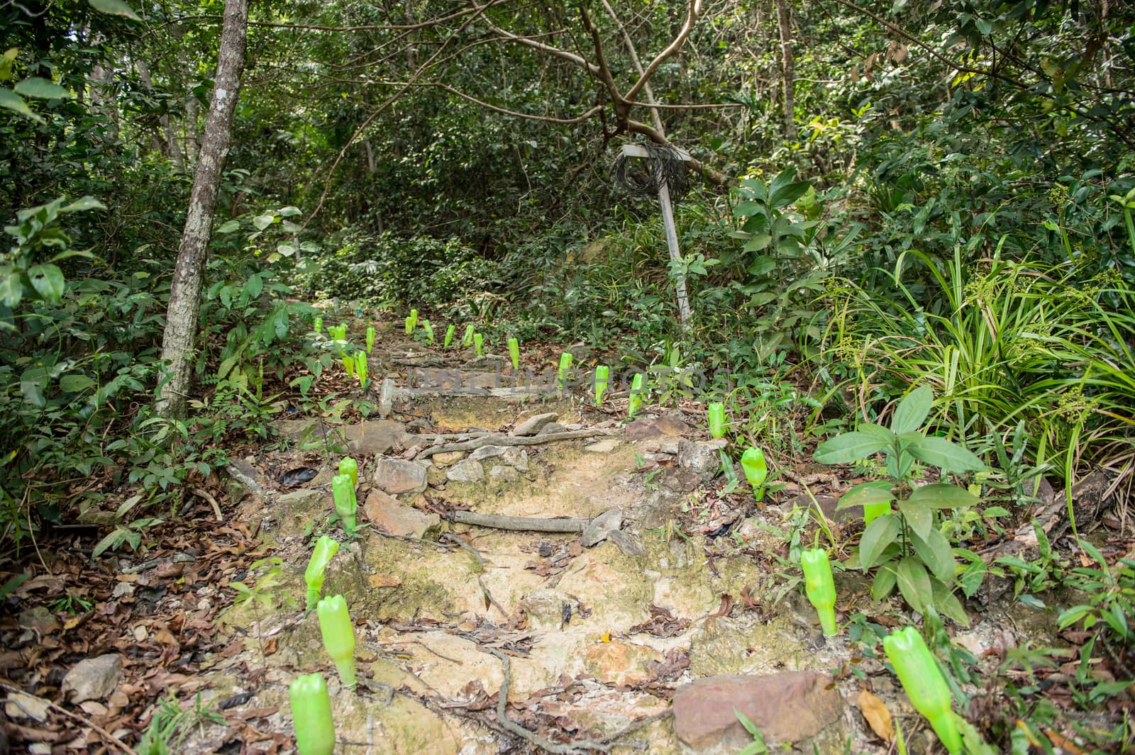 Pathway stair in the forest landscape