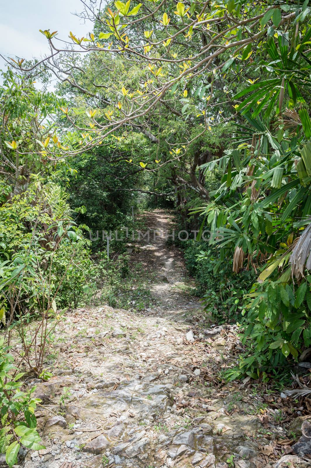 Pathway stair in the forest landscape