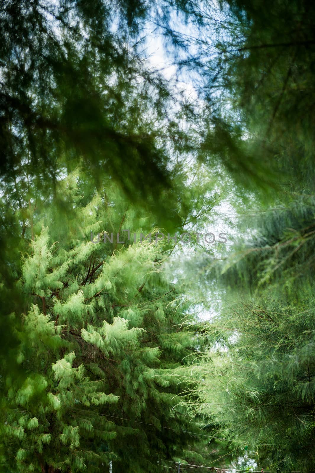 Closeup of pine leaf for background